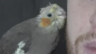 Missing pet cockatiel from West Michigan found near Lansing