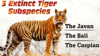 All Extinct Tigers (Sub)species - Species List