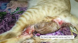 Young Cat Giving Birth to 6 Kittens