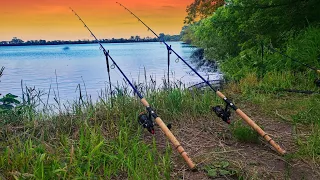 The Bugs were BAD but the Carp Fishing was GOOD!