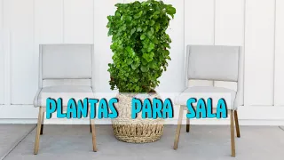 😍PLANTAS DE SOMBRA PARA LA SALA/Liliana Muñoz