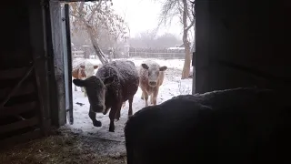 Беспривязное содержание коров/Loose cow keeping