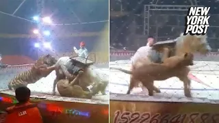 Brutal video of lion and tiger sinking their teeth into a horse at the circus | New York Post
