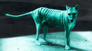 10 Rare Videos of Extinct Animals