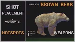 BROWN BEAR HOTSPOTS & How to SHOOT them GUIDE in Way of the hunter
