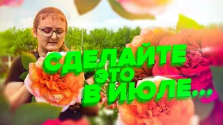 ЦВЕТУТ ВСЕ ЛЕТО! КАК ПРАВИЛЬНО УХАЖИВАТЬ ЗА РОЗАМИ В ИЮЛЕ?