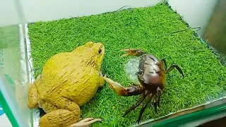 Bullfrog vs crab 🦀