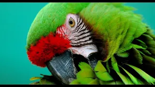 Интересные факты о попугаях(Interesting facts about parrots).