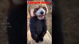 Такой милый красавчик. Красная панда 🐼🐼🐼 #shorts