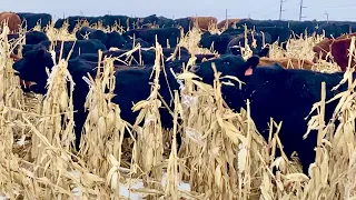 How To Energize Your Cows In The WINTER!