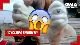 GMA News Feed: "Cyclops shark?!"