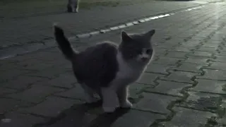 Petting Cats in İstanbul! Why Are There So Many Cats in Turkey? Read The Description!