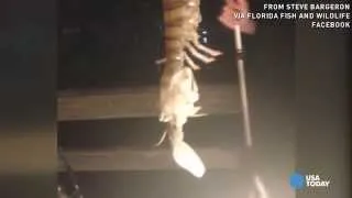 Whoa! Fisherman catches giant, shrimp-like creature