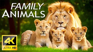 Baby Animals 4K UHD - Funny Family Of Young Wild Animals With Relaxing Music (Colorfully Dynamic)
