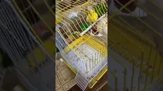 Canary Birds Breeding | Canary Chicks Growing | Canary Birds Sing | Canary Breeding Season