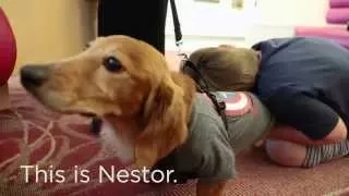 Nestor the dog visits kids at Children's Hospital Colorado