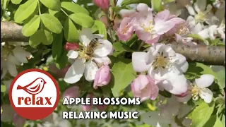 APPLE BLOSSOM TIROL AUSTRIA,RELAXING GUITAR MUSIC GOOD FOR HEALING & POSITIVE ENERGY,STRESS RELIEF.