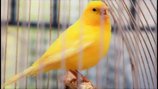 Yellow Canary singing video - Serinus canaria - Canary Training Song 25 min-Your canary will sing!