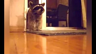 Ozzy Man Reviews: Raccoons