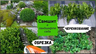 Самшит в ландшафте сада. Обрезка, черенкование.