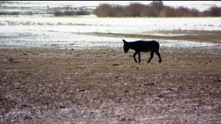 Colorado farmers using donkeys to protect cattle