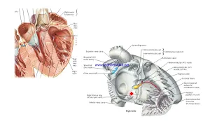 Basics of ECG in pashto