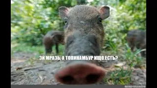 Шок человек поддерживает кабана!!!