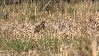 American Bittern Vocalizing on Breeding Grounds