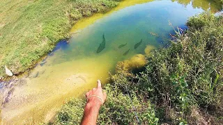 CRYSTAL CLEAR DITCH has EPIC FISHING!