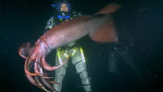 Red Devil Squid BITES diver | Deadly 60 | Earth Unplugged