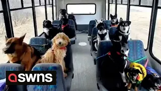 Alaskan dog walker takes the internet by storm with her unique DOG MINIBUS | SWNS
