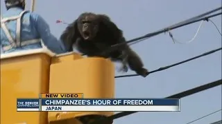 Chimpanzee escapes from zoo in Japan, caught after falling from power pole