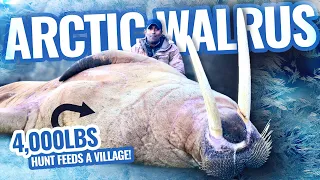 How Sustainable Hunting Makes a Difference - An Epic Hunt In The Arctic For Walrus