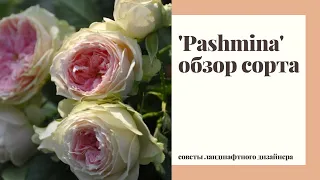 Обзор сорта розы 'Pashmina' ('Pompon Flower Circus') - честный отзыв ландшафтного дизайнера.