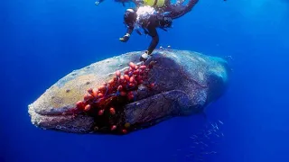 Diver Saved a Trapped Whale…Just Watch How It Thanked The Diver For His Help