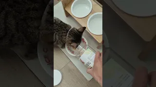 餵貓咪吃點心