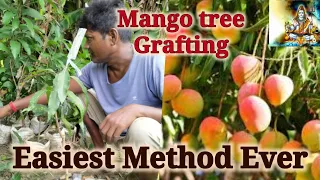 So Simple method of Mango Tree Grafting ! Nursery method of Mango Tree Grafting