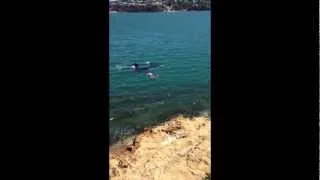 Swimming with Killer Whales - Wellington Harbour