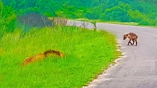 Hyena Cub Walks Right into Huge Male Lion