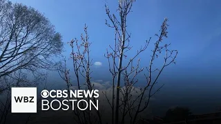 Free trees making this Massachusetts city greener