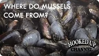 Ever Wondered Where Your Mussels Come From? | food.curated. | Hooked Up Channel