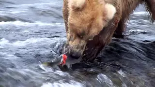 Male Brown Bear eating salmon at Brooks Falls