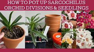 How to pot up Sarcochilus divisions & seedlings