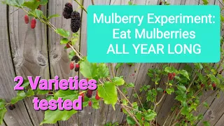 Mulberry Experiment: Eat ALL YEAR LONG!  2 varieties tested.