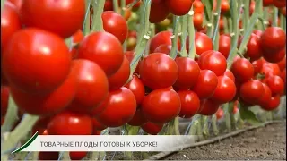 Урожайный красный томат МАНАМИ (KS 21) F1 от KITANO SEEDS