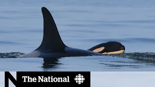 Orca that carried dead calf for 2 weeks gives birth again