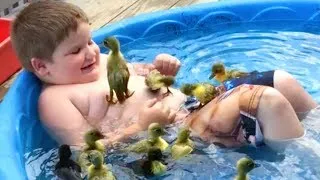 Try Not To Laugh Watching Funny Animals Compilation Funniest Animals Vines 2020