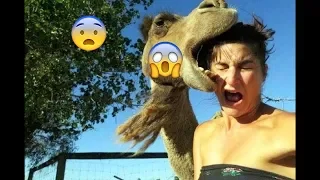 Funny birds Steal Fails | Try Not To Laugh | Birds Steals Stuff | Top Funny Compilation