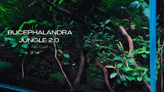 BUCEPHALANDRA DOMINATED NANO LOW TECH AQUASCAPE | STEP BY STEP TUTORIAL | AQUASCAPING TUTORIAL