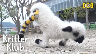 Reason Why Baby Blacknose Sheep Got Abandoned By Mother l Kritter Klub
